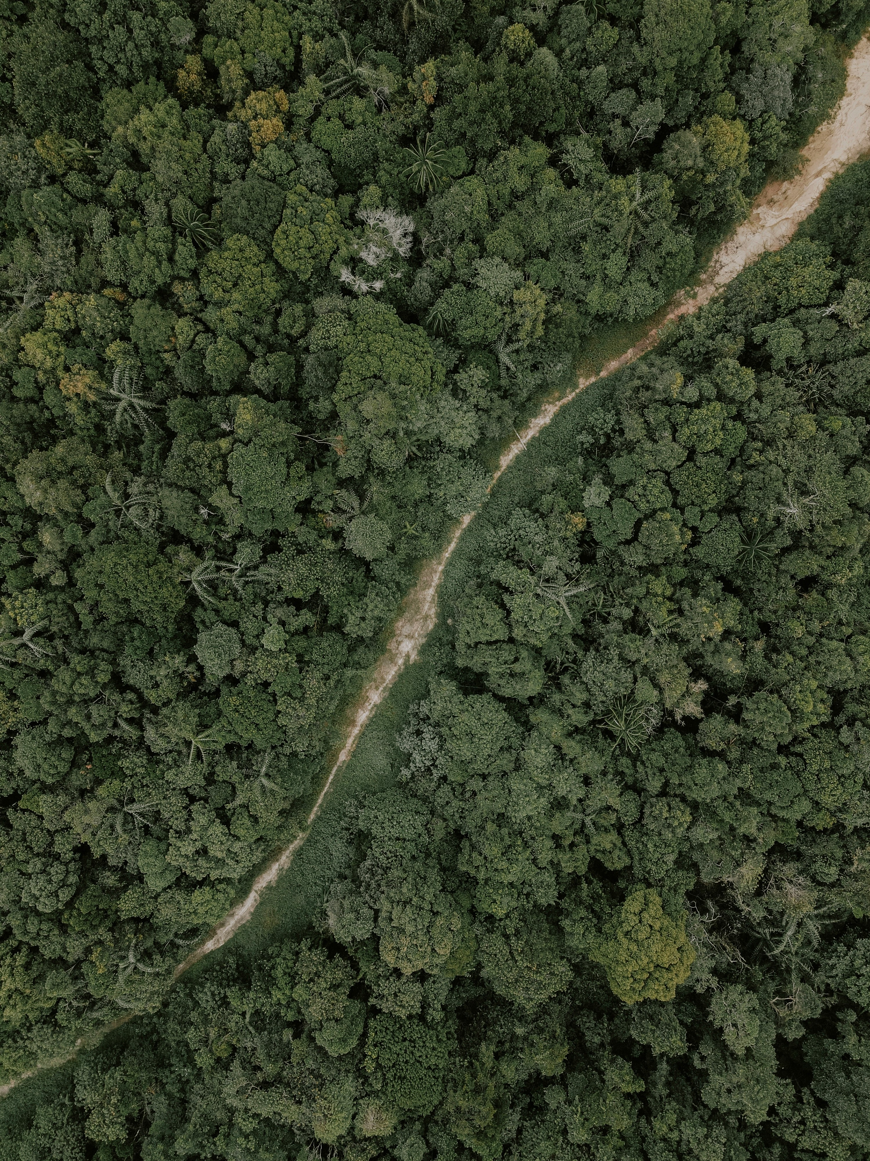 aerial view of green forest during daytime